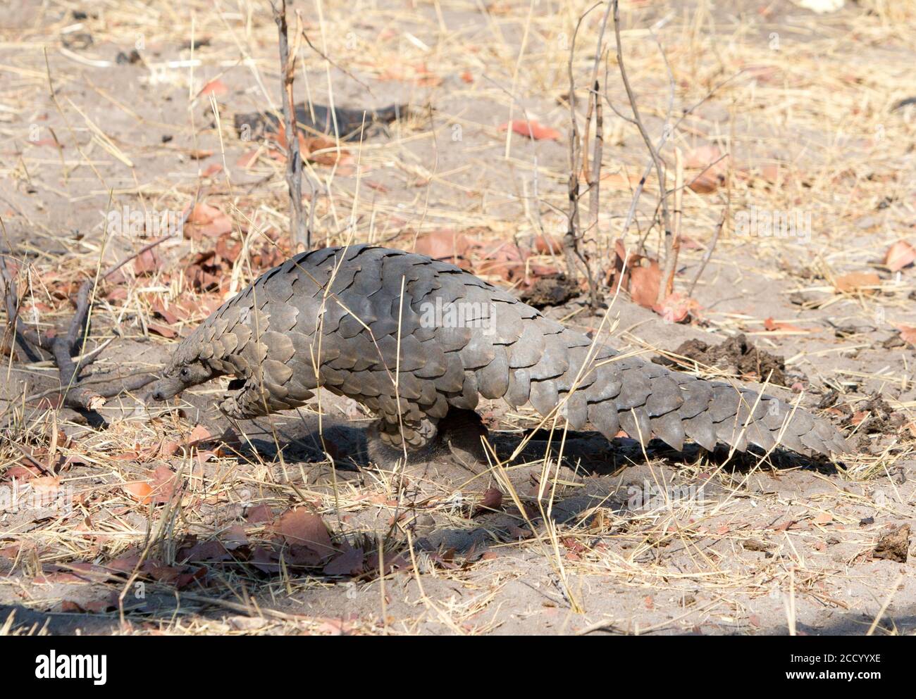 full body of a wild pangolin seen in Hwange National Park, Zimbabwe Stock Photo