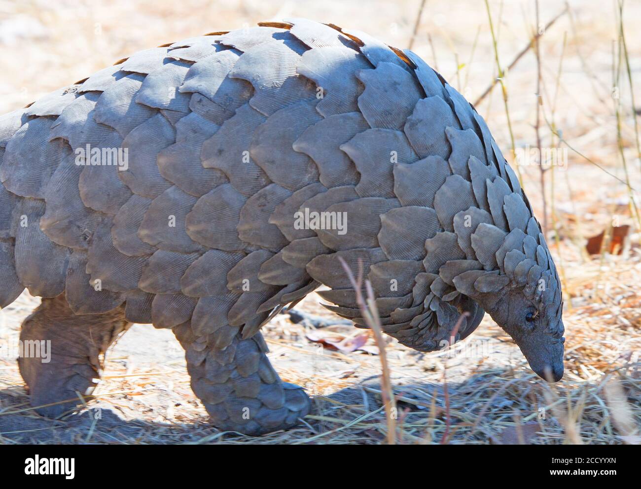Close up view of a wild endangered Pangolin head and body - Hwange National Park, Zimbabwe Stock Photo