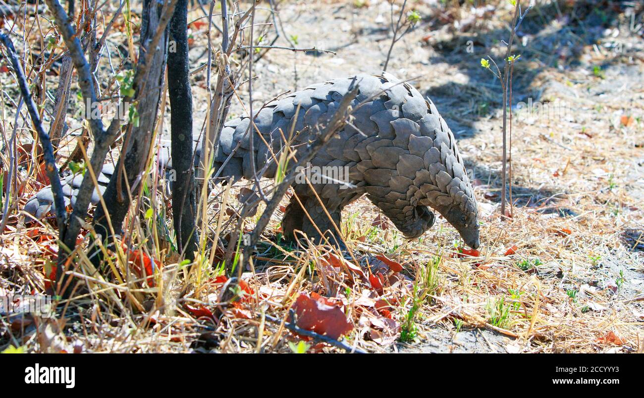 Critically endangered pangolin walking past a small bush in Hwange National Park, Zimbabwe.  The pangolin is the most trafficked animal in the world, Stock Photo