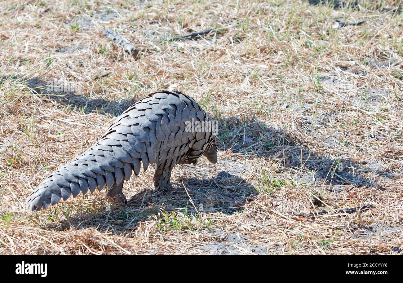 Endangered Wild Pangolin spotted in Hwange National Park, Zimbabwe.  The pangolin is the world's most trafficked mammal in the world due to the chines Stock Photo
