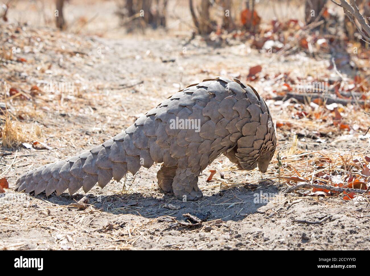 A rare sighting of a wild pangolin walking away from cacera, with front paws in the air Stock Photo