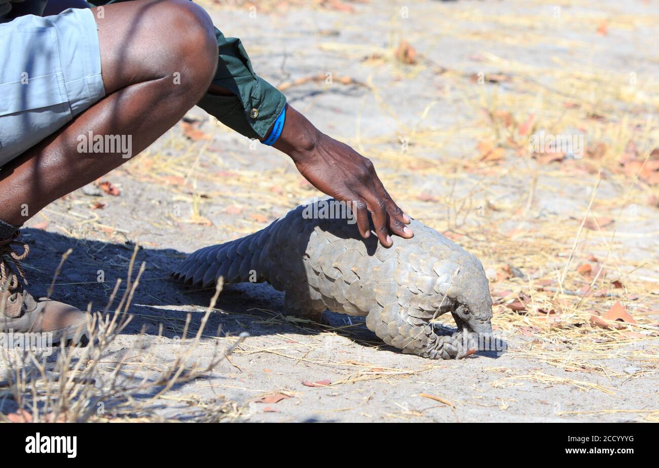 A safari guide kneeling to touch a critically endangered pangolin which was spotted in Hwange National Park, Zimbabwe Stock Photo