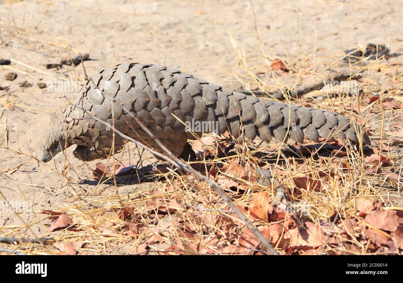 Extremely rare sighting of a Pangolin while on safari in Hwange National Park, Zimbabwe Stock Photo