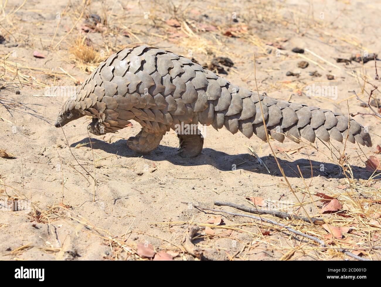Close up of a wild Pangolin which was spotted on a walking safari in Hwange National Park, Zimbabwe.  These are critically endangered and to see one i Stock Photo