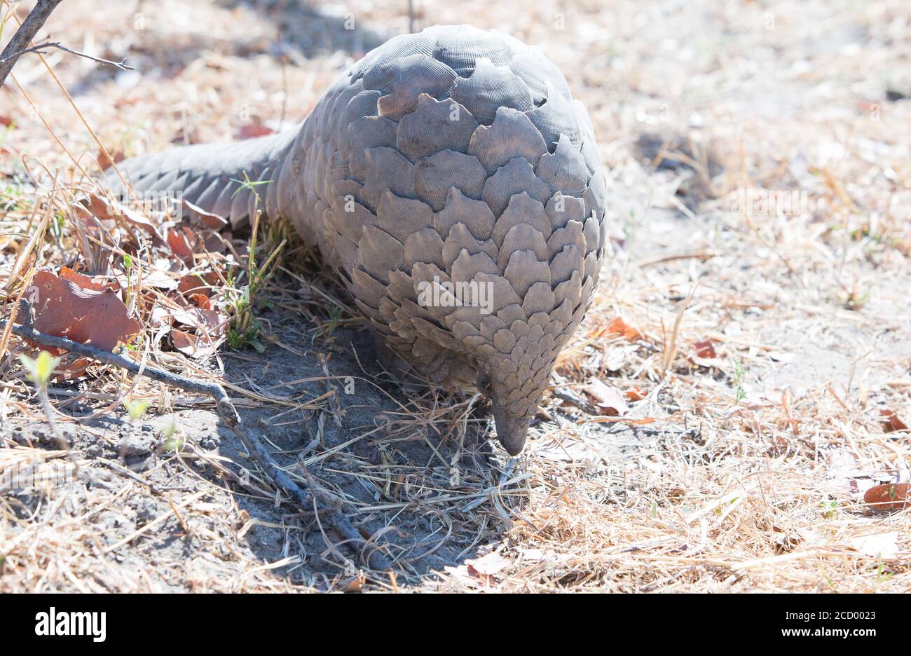 Critically Endangerd Pangolin - Scientific name - Manis - rolling into a ball in Hwange National Park, Zimbabwe Stock Photo