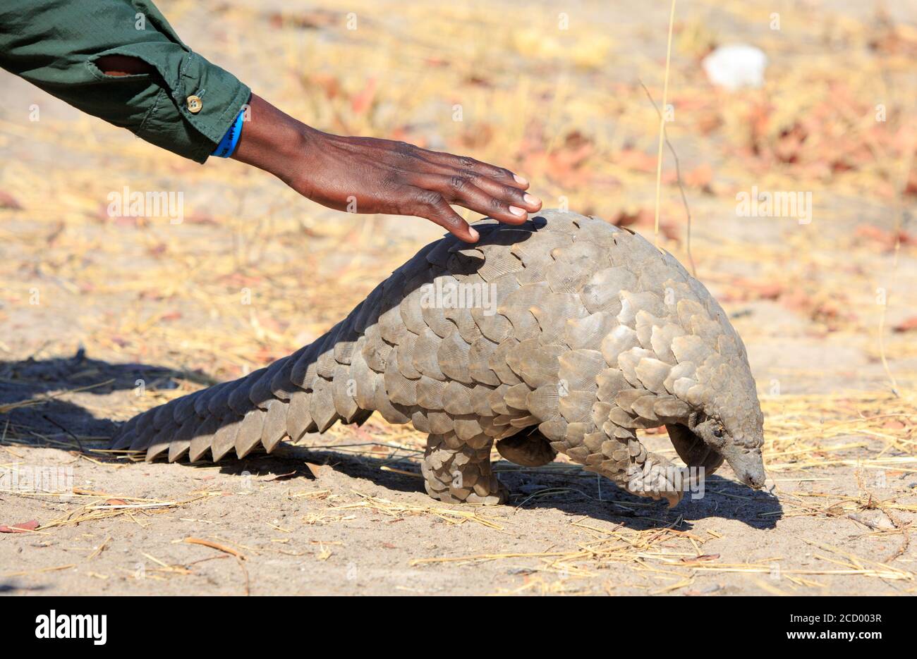 A critically endangered Pangolin is spotted by a very enthusiastic guide, who kneels on the Ground to touch it.  Hwange National Park, Zimbabwe Stock Photo