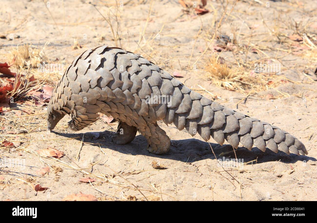 Critically endangered Pangolin walking on the dry arid floor of the african bush in Hwange National Park, Zimbabwe Stock Photo