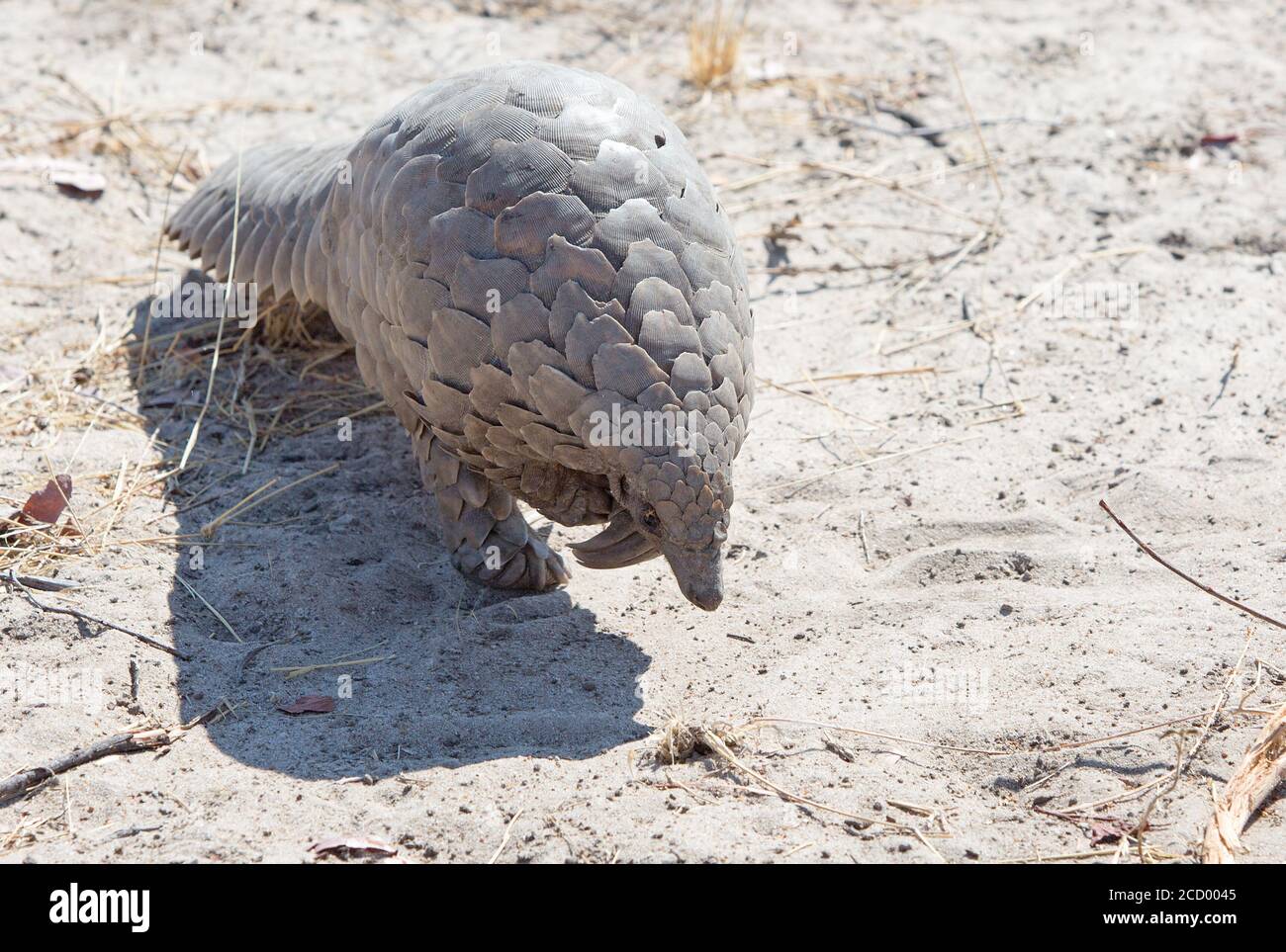 A Critically endangered Pangolin seen walking forwards on the dry sandy African Bush while on a walking safari, Hwange National Park, Zimbabwe Stock Photo