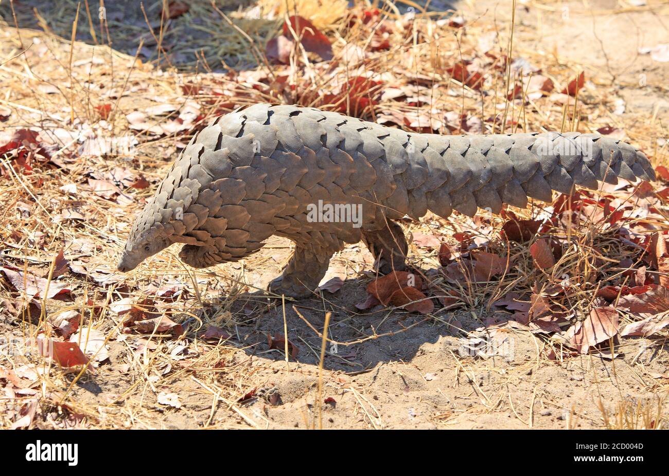 Critically endangered Pangolin walking in the bush- Scientific name Manis - it was sighted in the african bush in Hwange National Park, Zimbabwe.  The Stock Photo