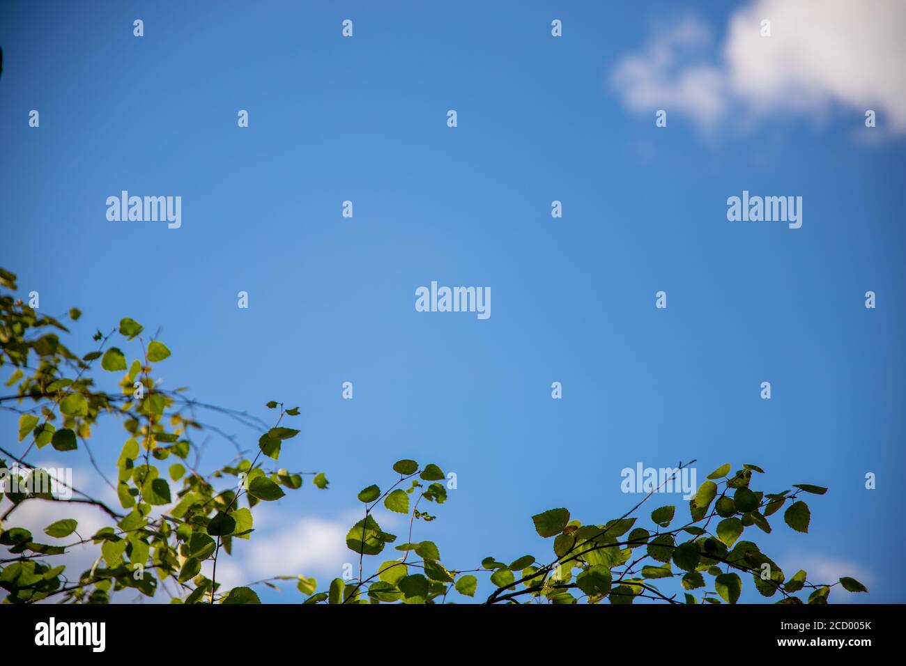 Low angle shot of tree leaves with blue sky in the background Stock ...