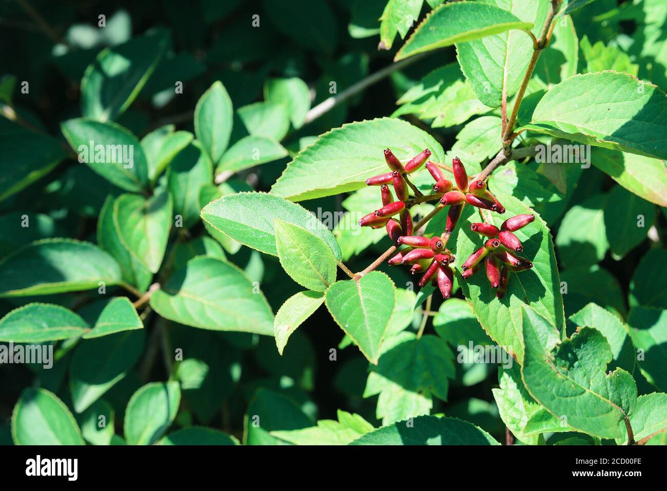 Wild barberry Bush with red berries. Selective focus. Stock Photo