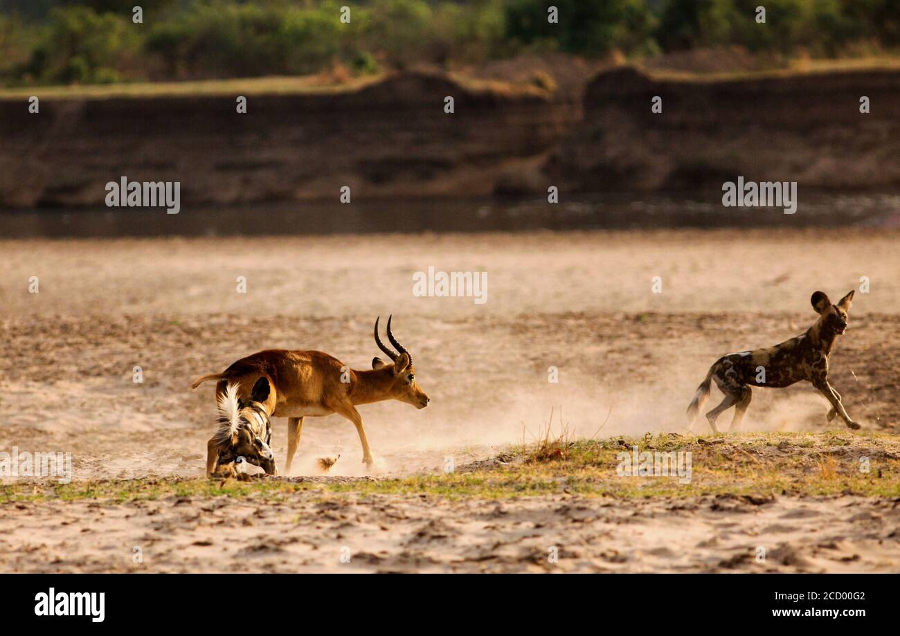 African Wild Dogs (Lycaon pictus) attacking a puku antelope on the African plains next to the Luangwa River.  South Lunagwa National Park, Zambia, Sou Stock Photo