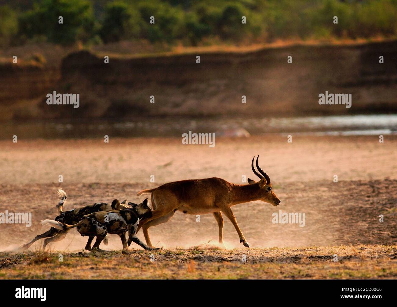 African Wild Dogs (Lycaon pictus) attacking a Puku on the dusty open plains next to the Luangwa River.  South Lunagwa National Park, Zambia Stock Photo