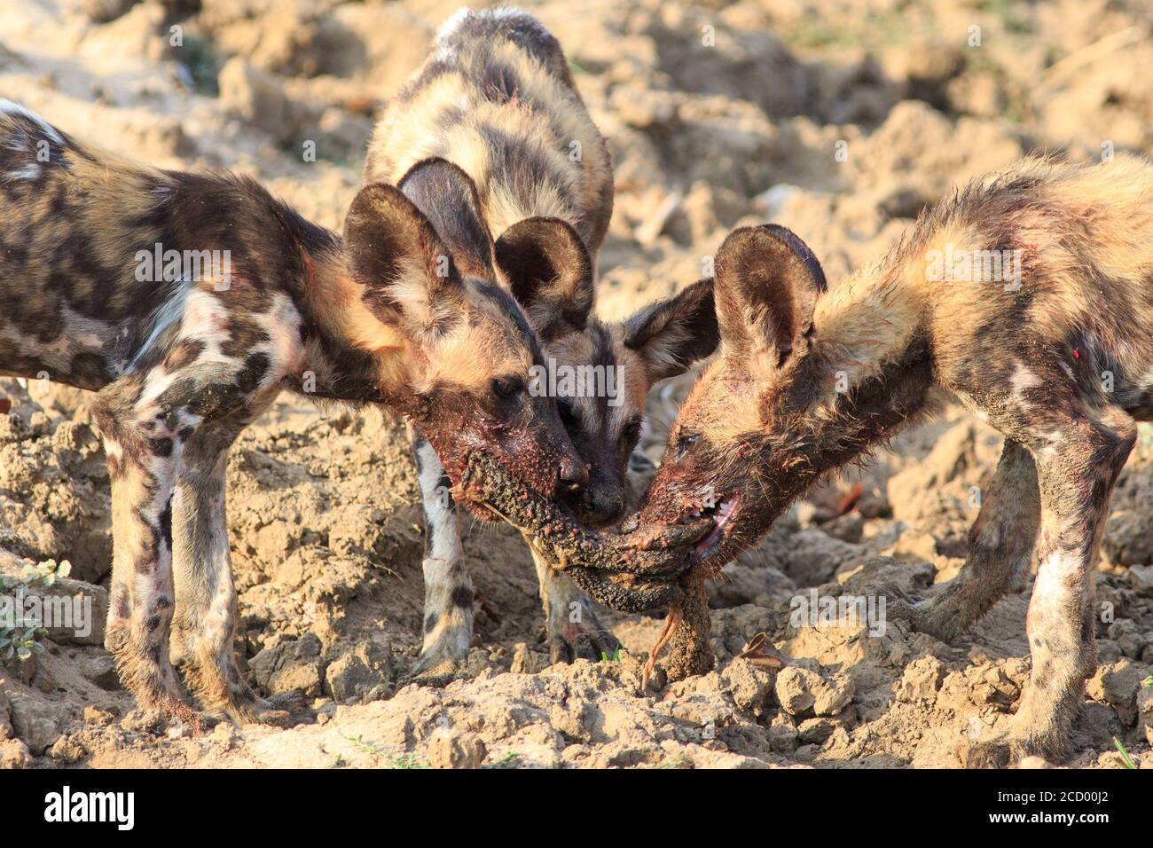 Wild animals fighting over food hi-res stock photography and images - Alamy