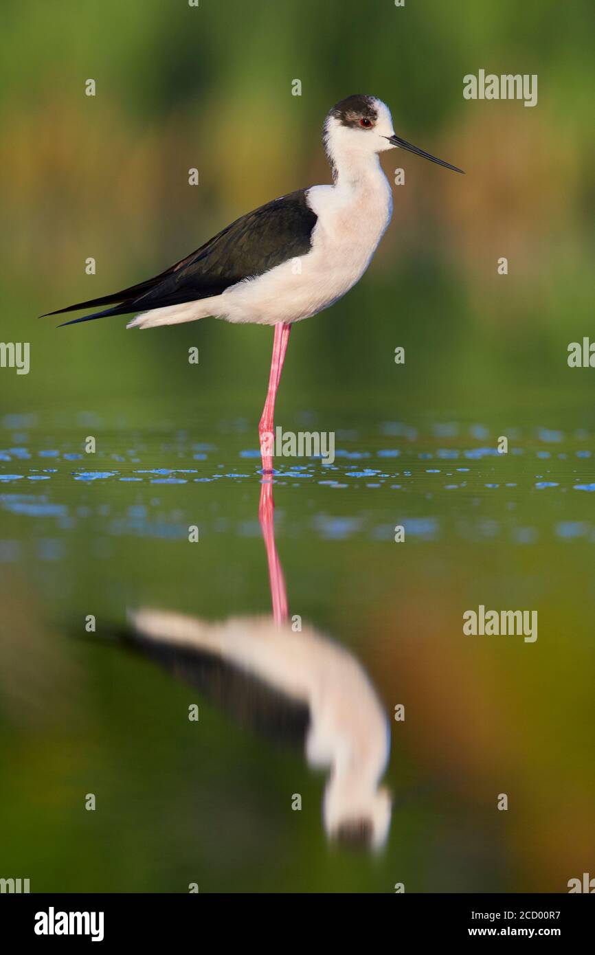 Black-winged Stilt (Himantopus himantopus), side view of an adult male standing in the water Stock Photo