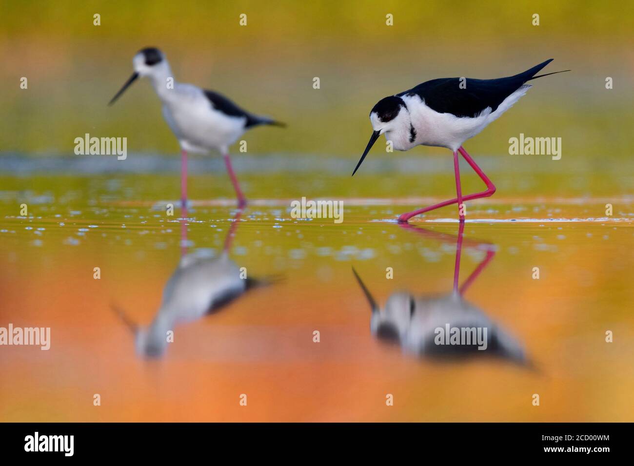 Black-winged Stilt (Himantopus himantopus), two individuals in a pond at sunset in Italy. Stock Photo