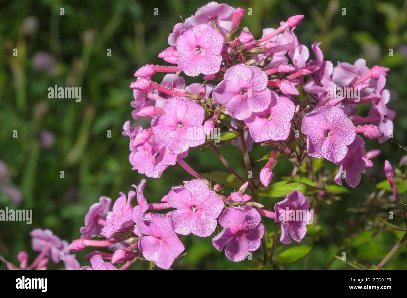 Phlox flowers in dewdrops in the early morning. Selective focus. Stock Photo