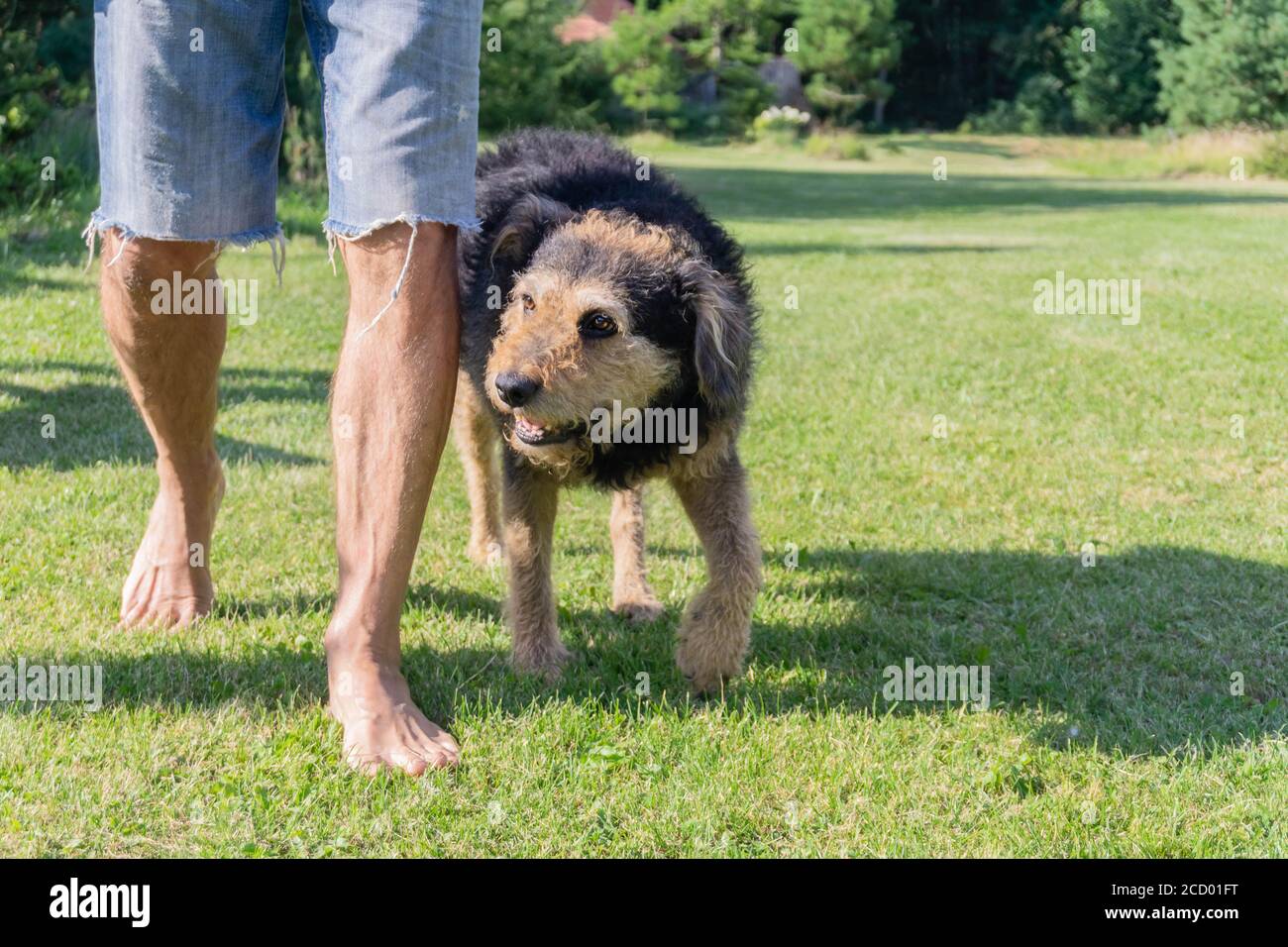 Man walking with his senior dog on grass. Human legs in jeans shorts and old shaggy dog in meadow. Adopted dog walks next to owner man on green loan Stock Photo