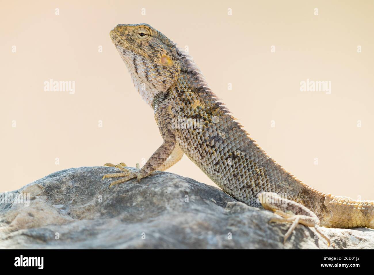 Yellow-spotted Agama (Trapelus flavimaculatus), close-up of an individual standing on a rock, Dhofar, Oman Stock Photo