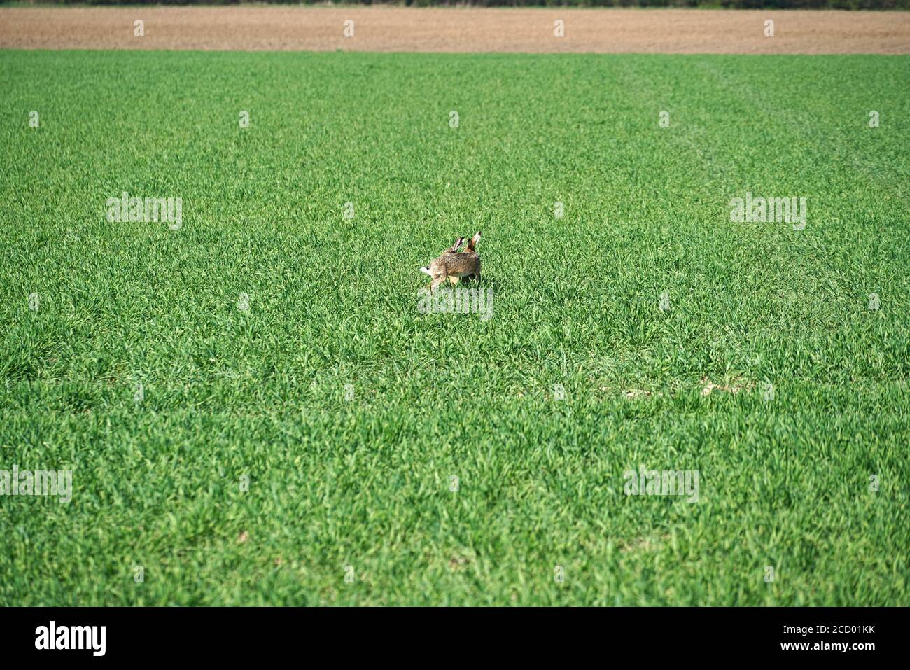 Shot of two cute rabbits chasing each other on the green lawn Stock
