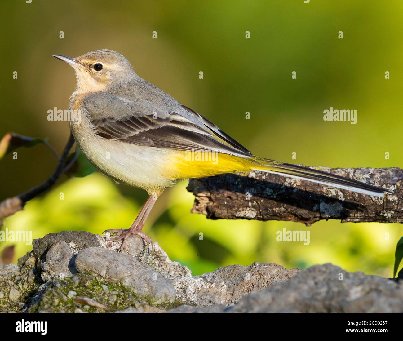 Yellow Wagtail (Motacilla cinerea), side view of an adult in winter plumage standing on a rock Stock Photo