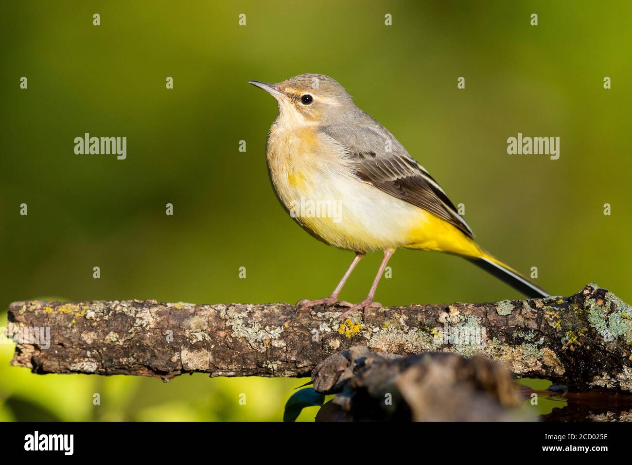 Yellow Wagtail (Motacilla cinerea), adult in winter plumage perched on a branch Stock Photo