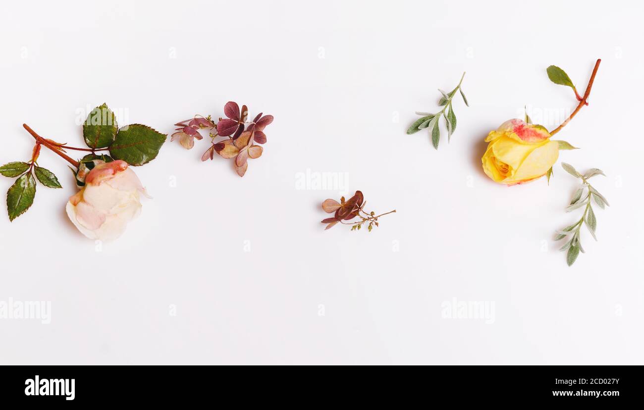 Autumn background made of autumn rose and hydrangea on white background ...