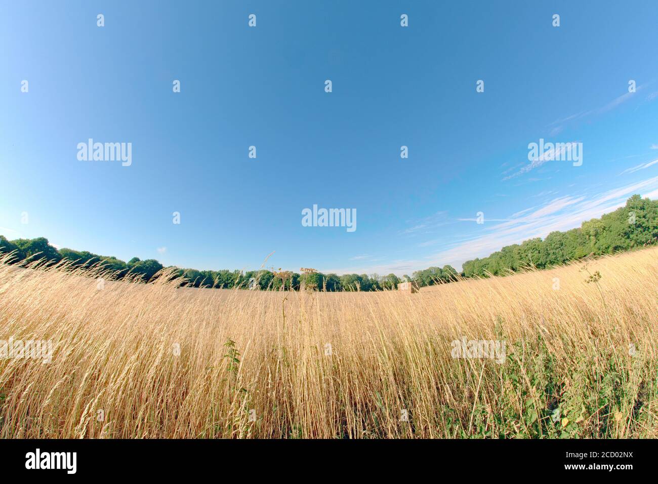 Fish Eye view of a farmers field in summer on the North Downs Surrey Stock Photo