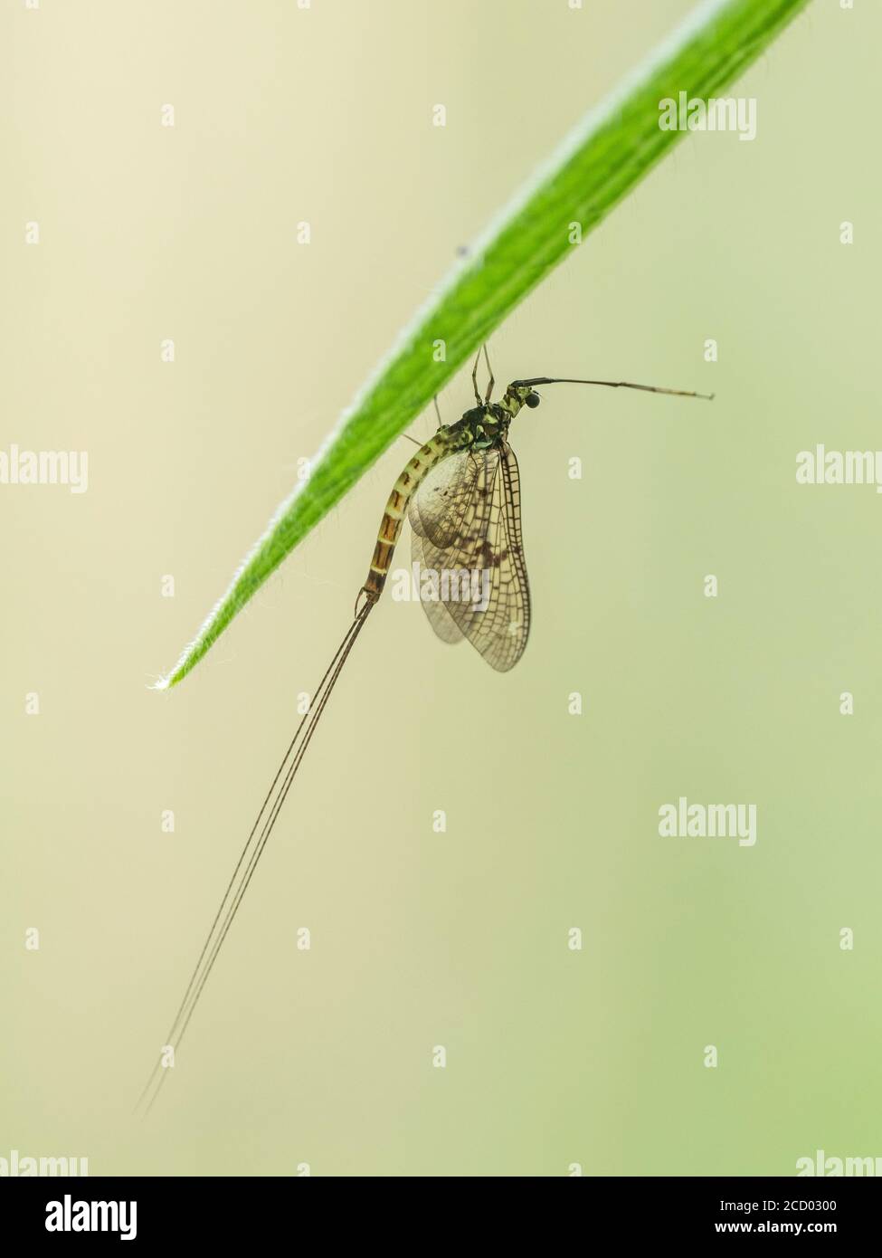 Mayfly Ephemera danica hatch on the Little Ouse near Brandon early summer Norfolk Stock Photo