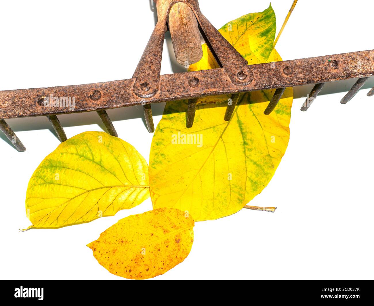Iron rake for cleaning leaves hand tools Stock Photo Alamy