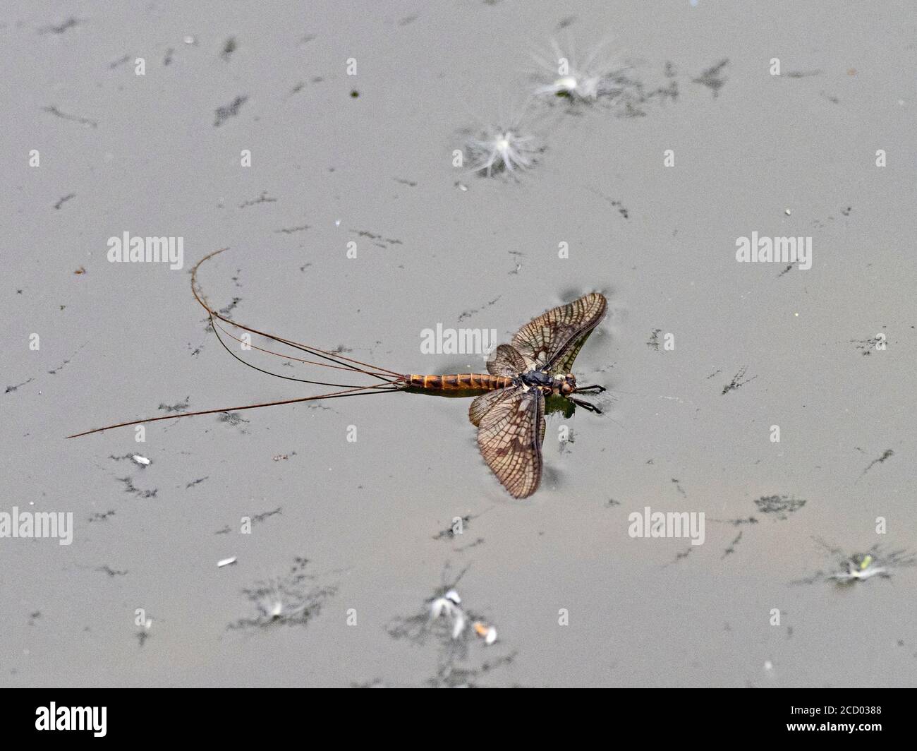 Mayfly Ephemera danica hatch on the Little Ouse near Brandon early summer Norfolk Stock Photo