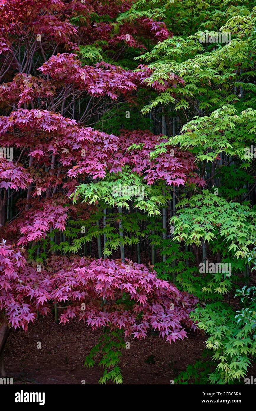 2 color Maple Trees in South Korea in the Spring Stock Photo - Alamy