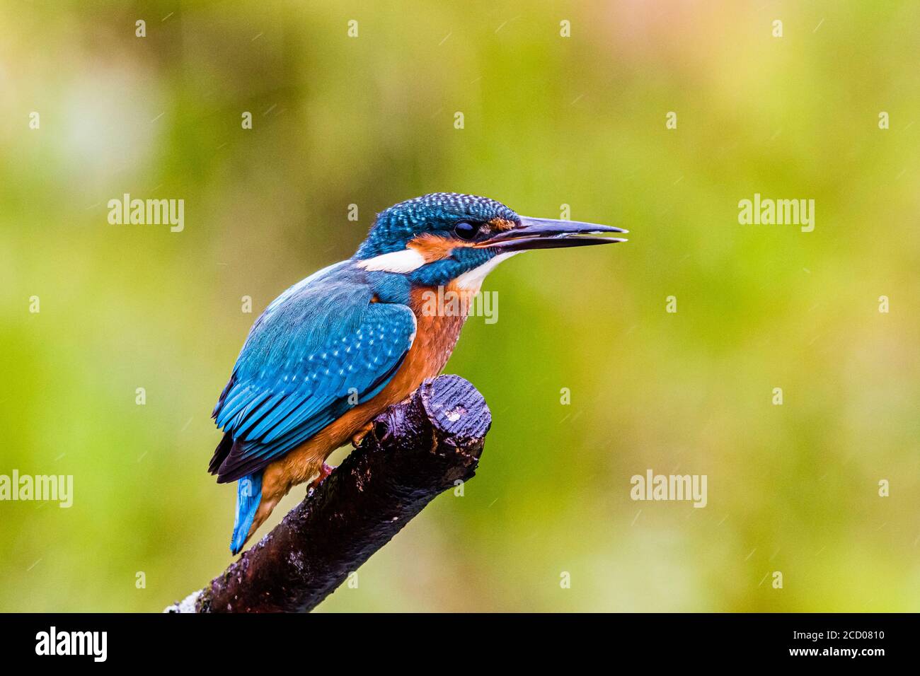 A male kingfisher hunting at a garden pond in mid Wales Stock Photo