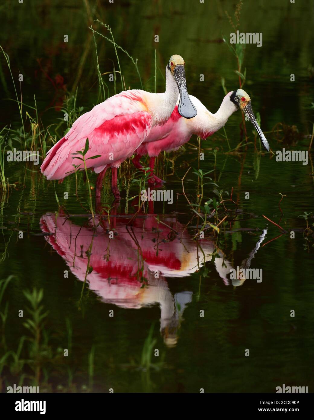 Colorful spoonbill hi-res stock photography and images - Alamy
