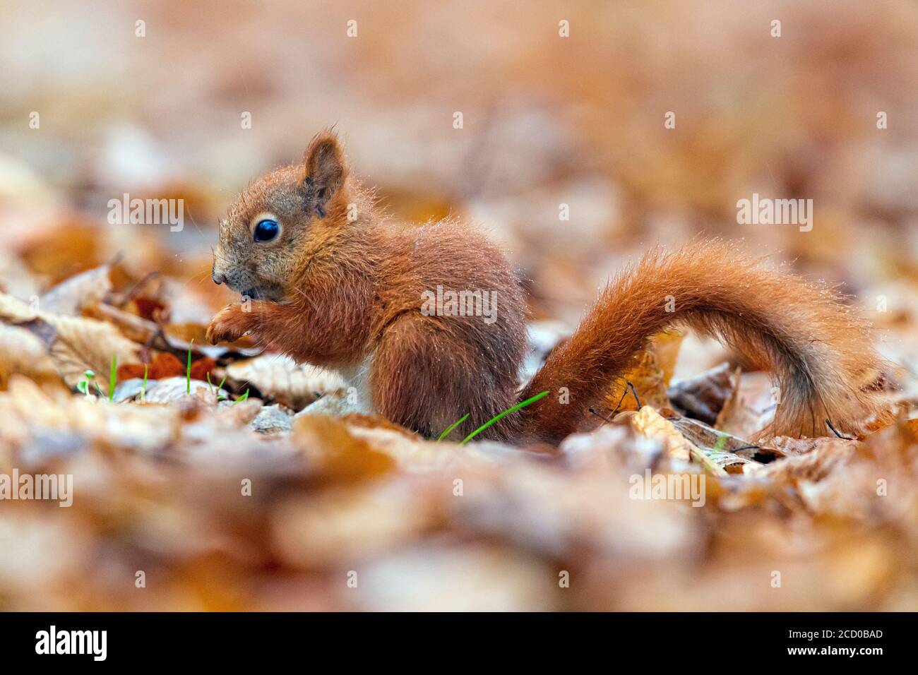 Red Squirrel (Sciurus vulgaris), side view of a juvenile eating seeds on the ground, Masovia, Poland Stock Photo