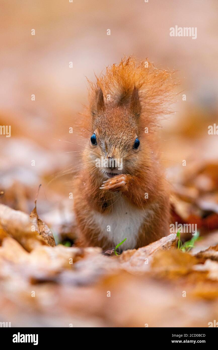 Red Squirrel (Sciurus vulgaris), juvenile eating seeds on the ground, Masovia, Poland Stock Photo