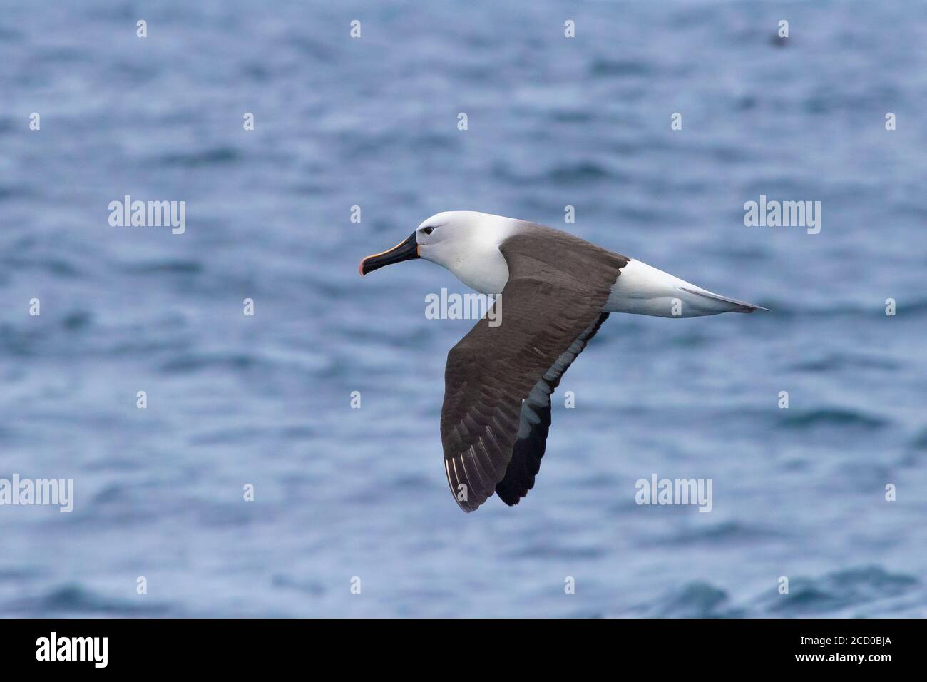 Atlantic Yellow-nosed Albatross (Talassarche chlororhynchos), adult in flight showing upperparts, Western Cape, South Africa Stock Photo