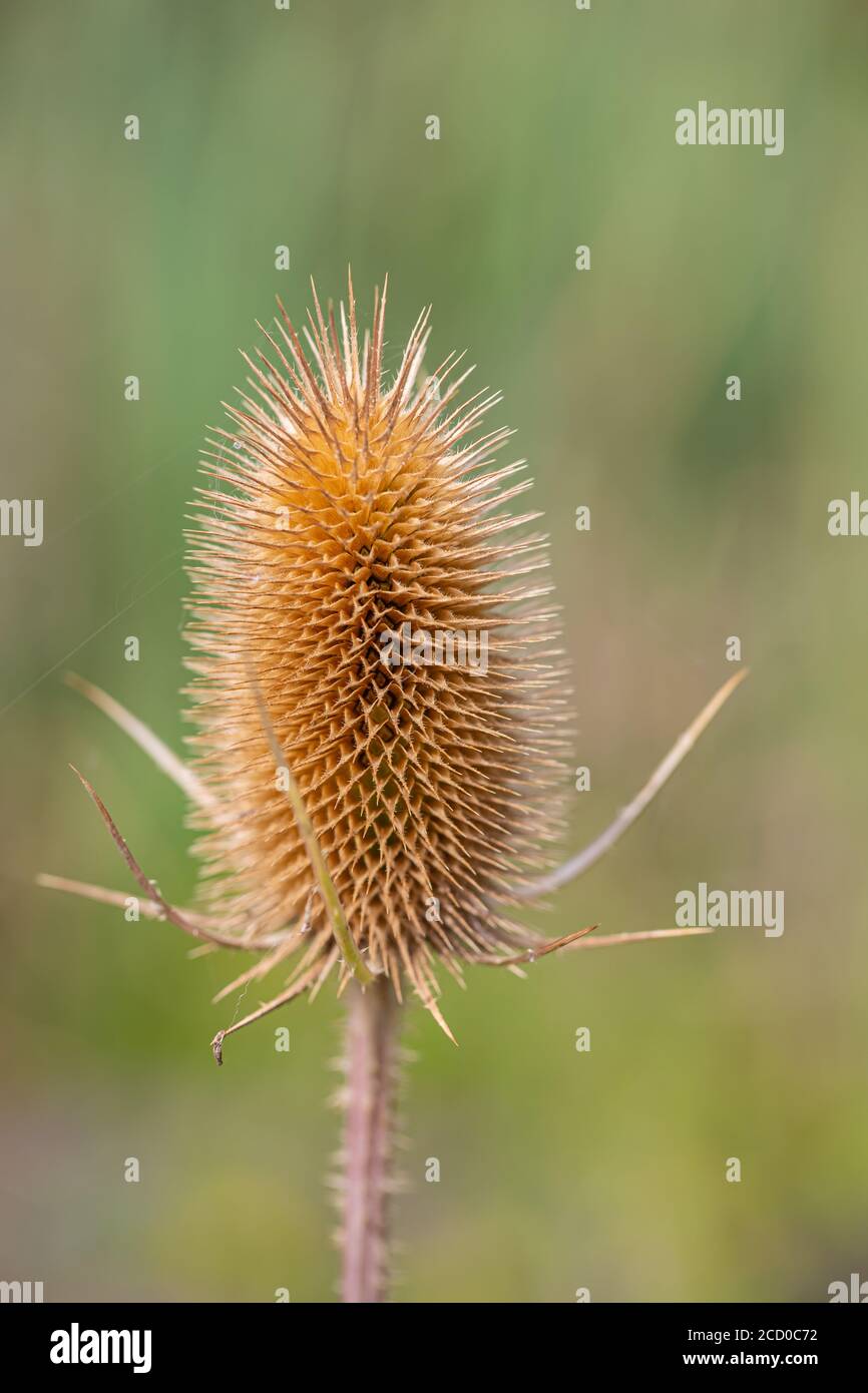 Close-up of a withered wild teasel Stock Photo