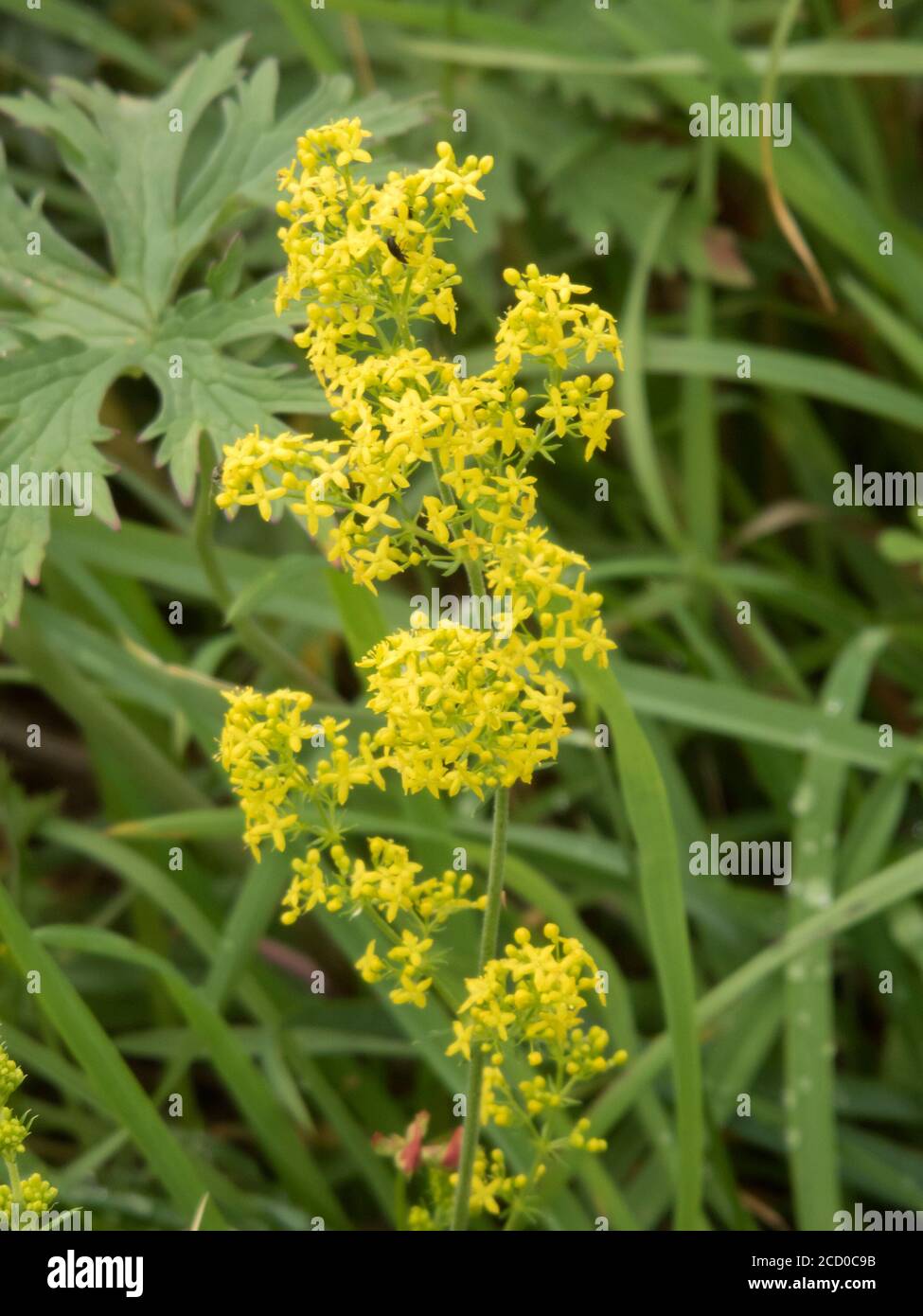 Ladys Bedstraw ( Galium verum ) In Flower During July, UK Stock Photo