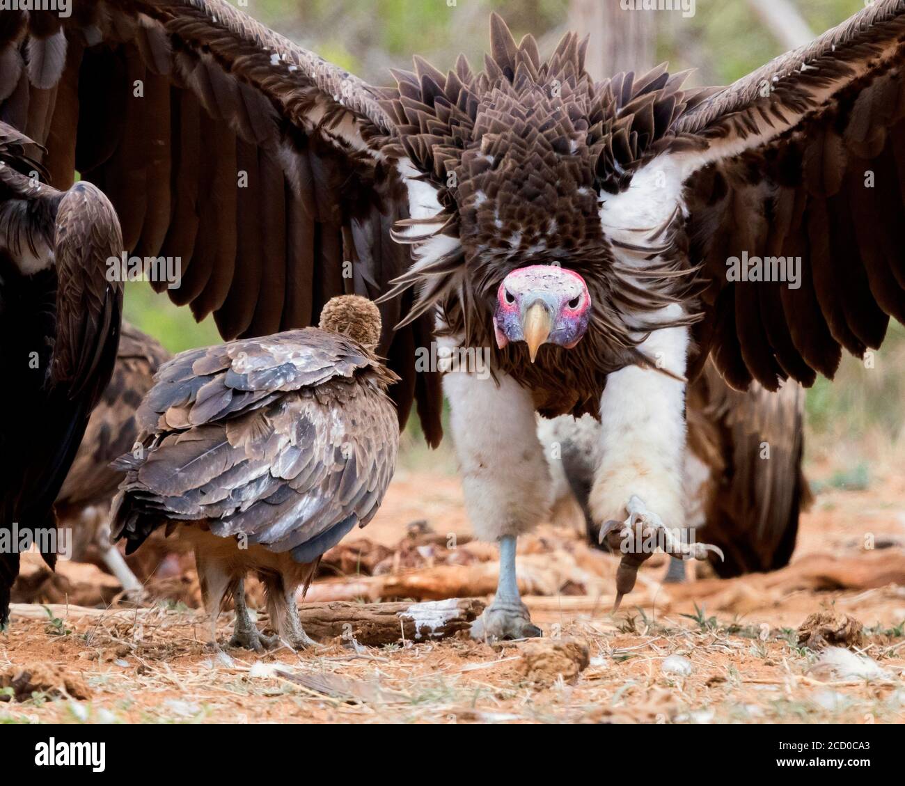 Lappet faced Vulture Torgos Tracheliotos Front View Of An Adult 