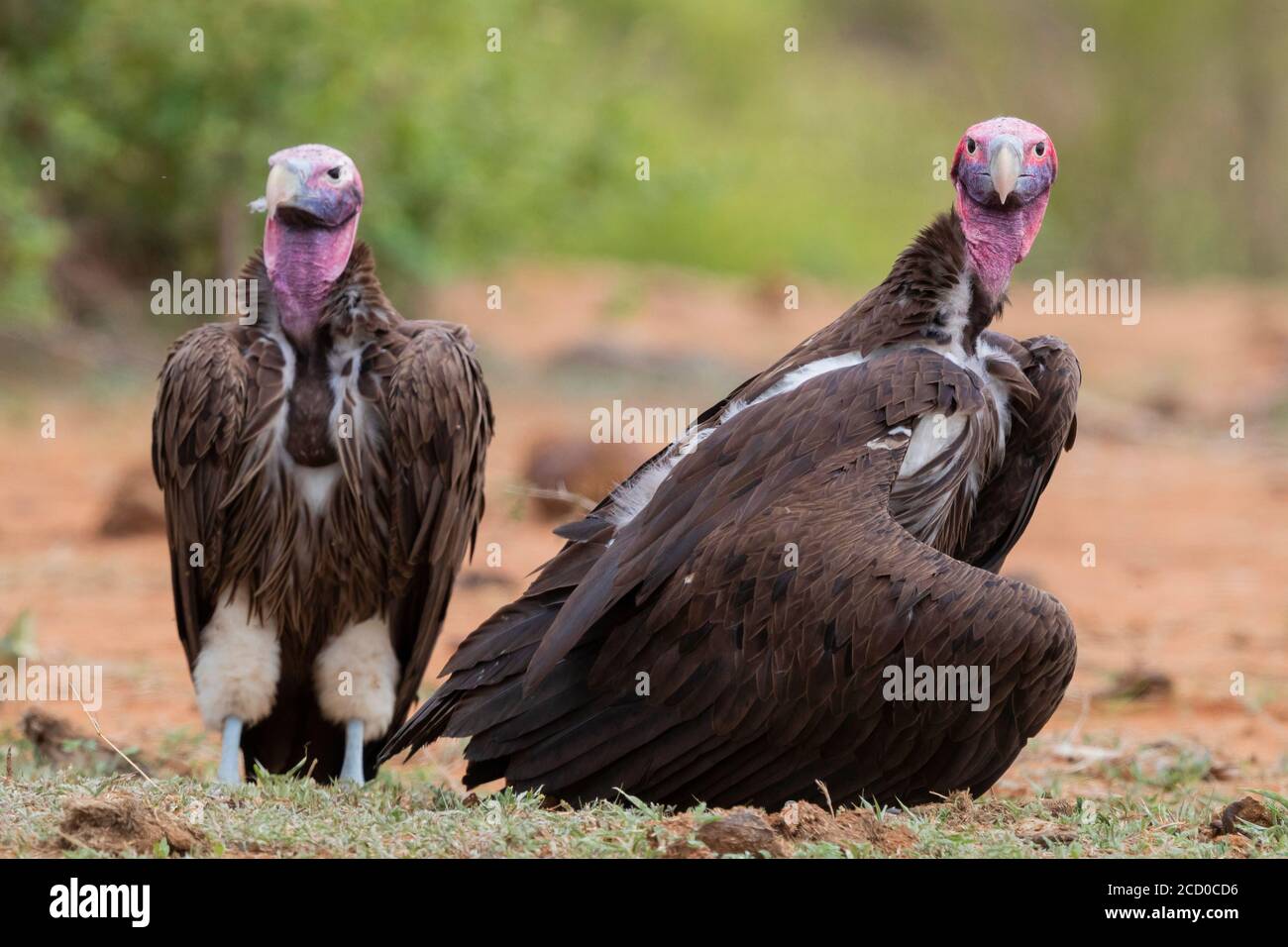 Lappet faced Vulture Torgos Tracheliotos Two Adults Standing On The 