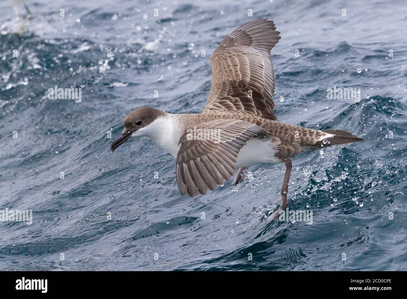 Great Shearwater (Ardenna gravis), individual taking off from the water, Western Cape, South Africa Stock Photo