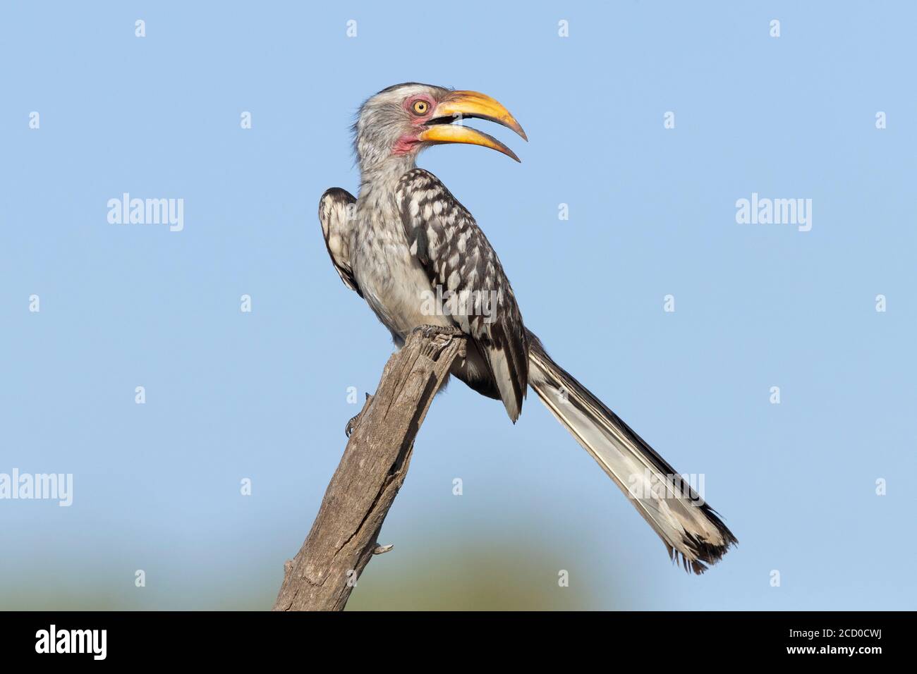 Southern Yellow-billed Hornbill (Lamprotornis leucomelas), adult perched on a dead branch, Mpumalanga, South Africa Stock Photo