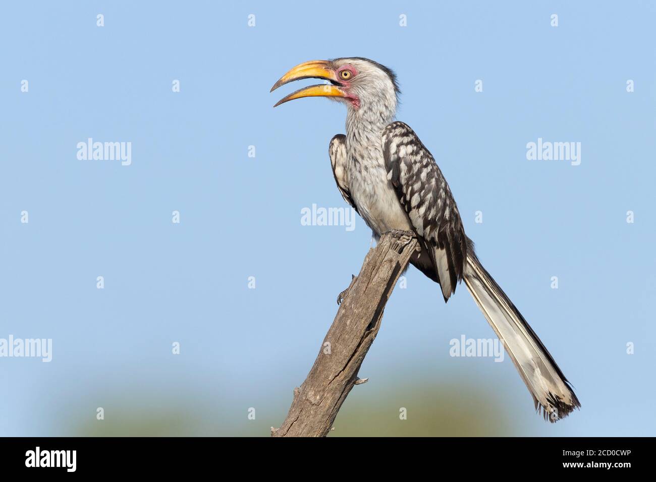 Southern Yellow-billed Hornbill (Lamprotornis leucomelas), side view of an adult perched on a dead branch, Mpumalanga, South Africa Stock Photo