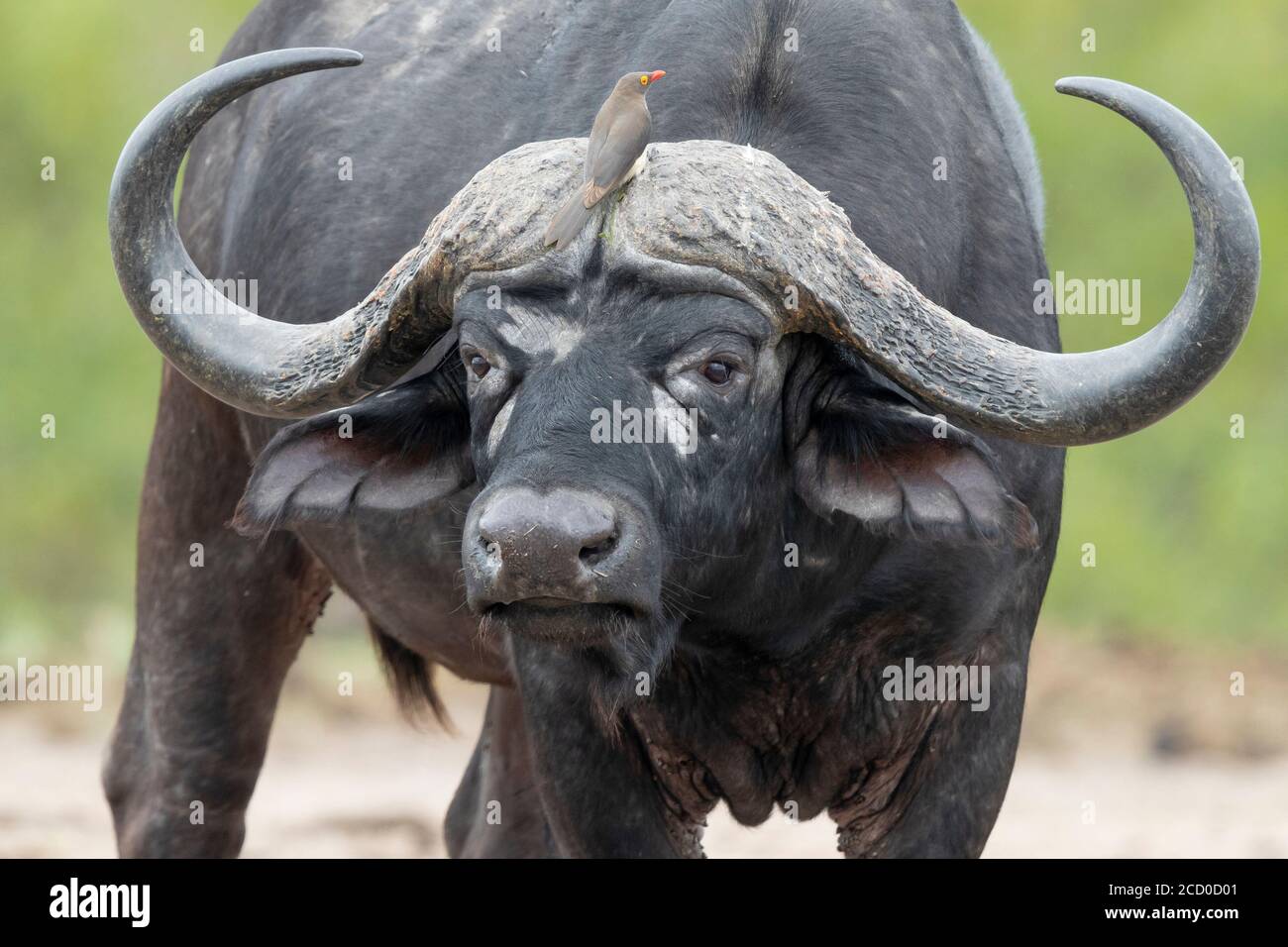 African Buffalo (Syncerus caffer), adult male close-up, Mpumalanga ...