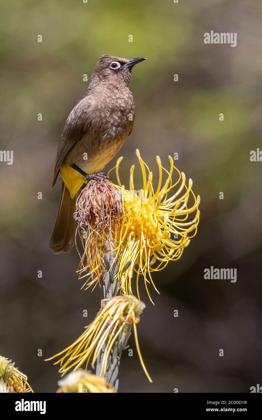 Cape Bulbul (Pycnonotus capensis), adult perched on a flower, Western Cape, South Africa Stock Photo