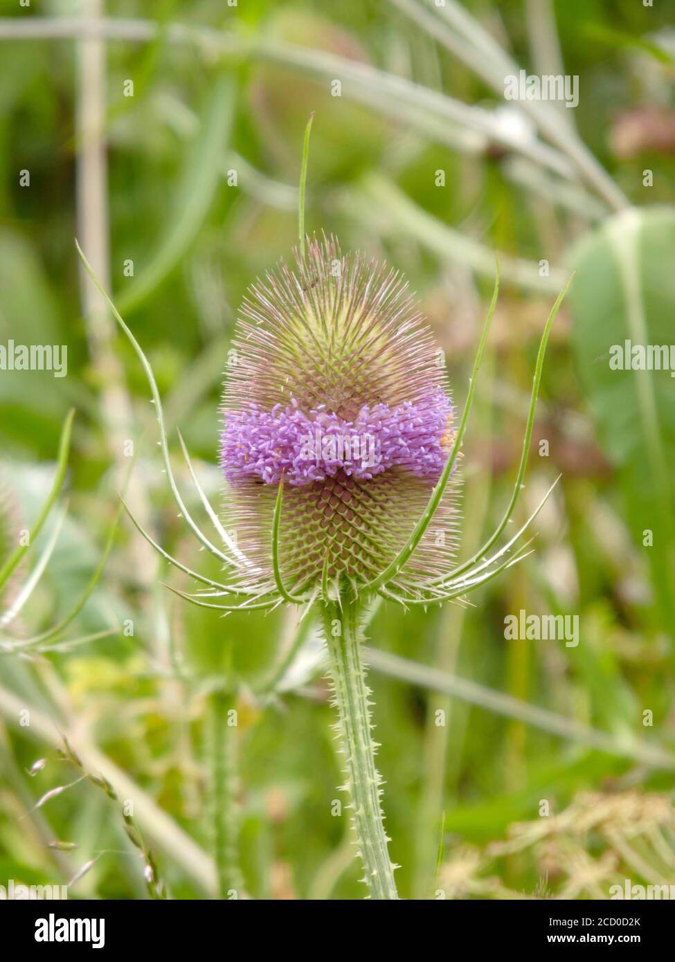 Teasel Plant ( Dipsacus fullonum ) in Flower During July, UK Stock Photo