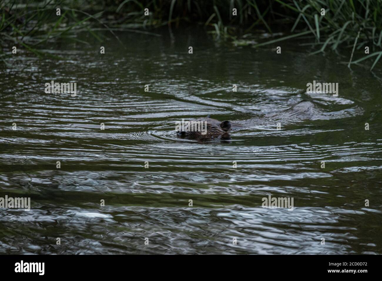 Eurasian Beaver Stock Photo