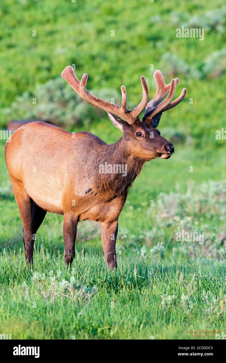 Yellowstone Velvet Bull Elk Stock Photo - Alamy