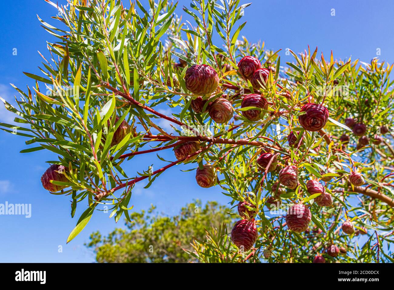 Red pine cones in Kirstenbosch National Botanical Garden in Cape Town